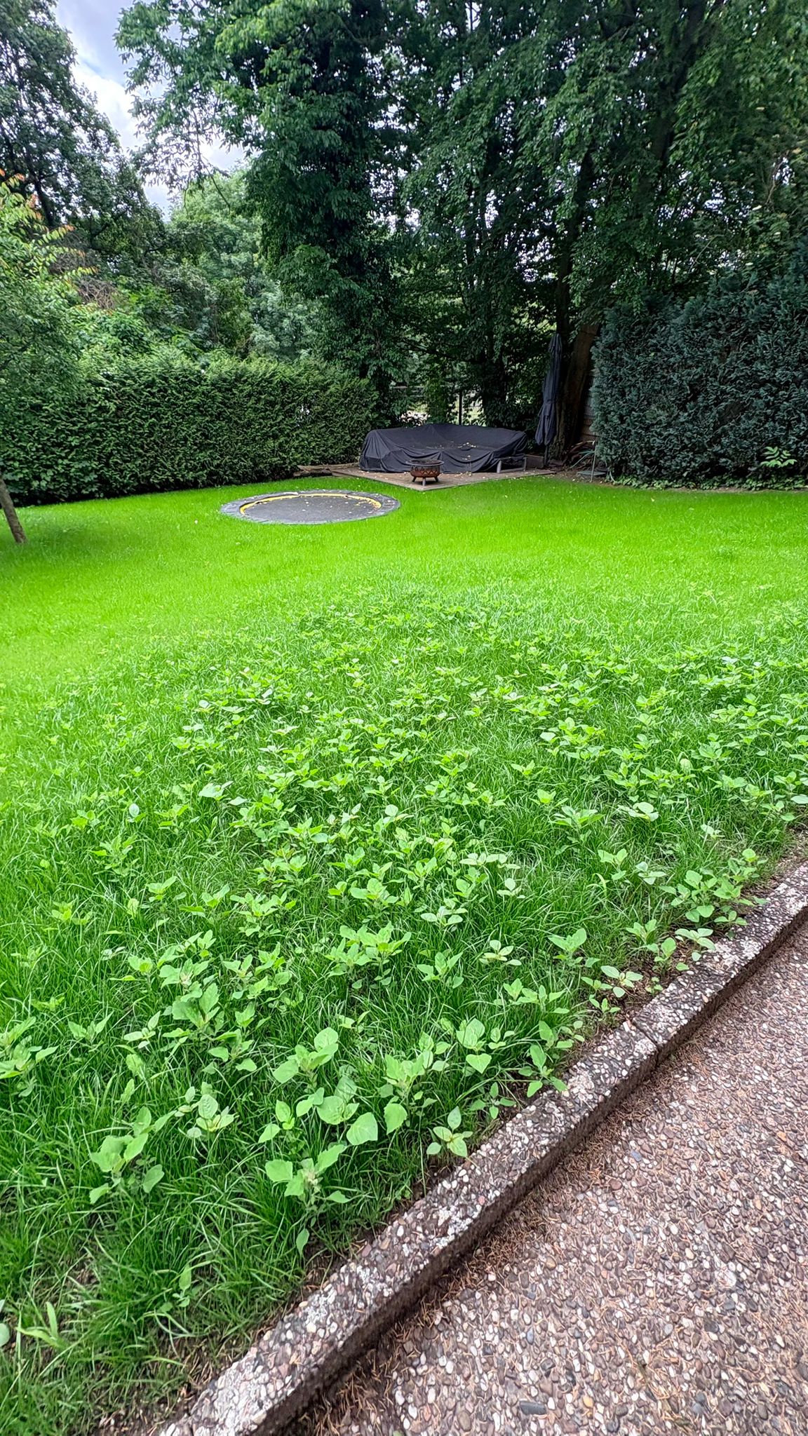 Rasenfläche vor der Pflege